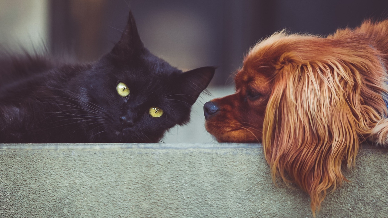 How to Keep Organized Accounting Records For Your Dog Grooming Business  